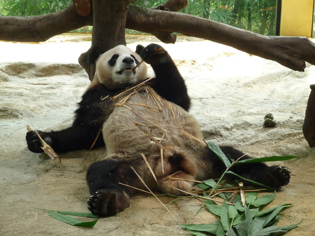 Panda + Bamboo = Lazy Panda jigsaw puzzle in Animals puzzles on TheJigsawPuzzles.com