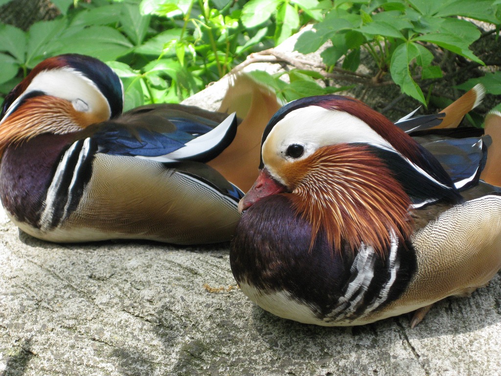 Mandarin Duck jigsaw puzzle in Animals puzzles on TheJigsawPuzzles.com