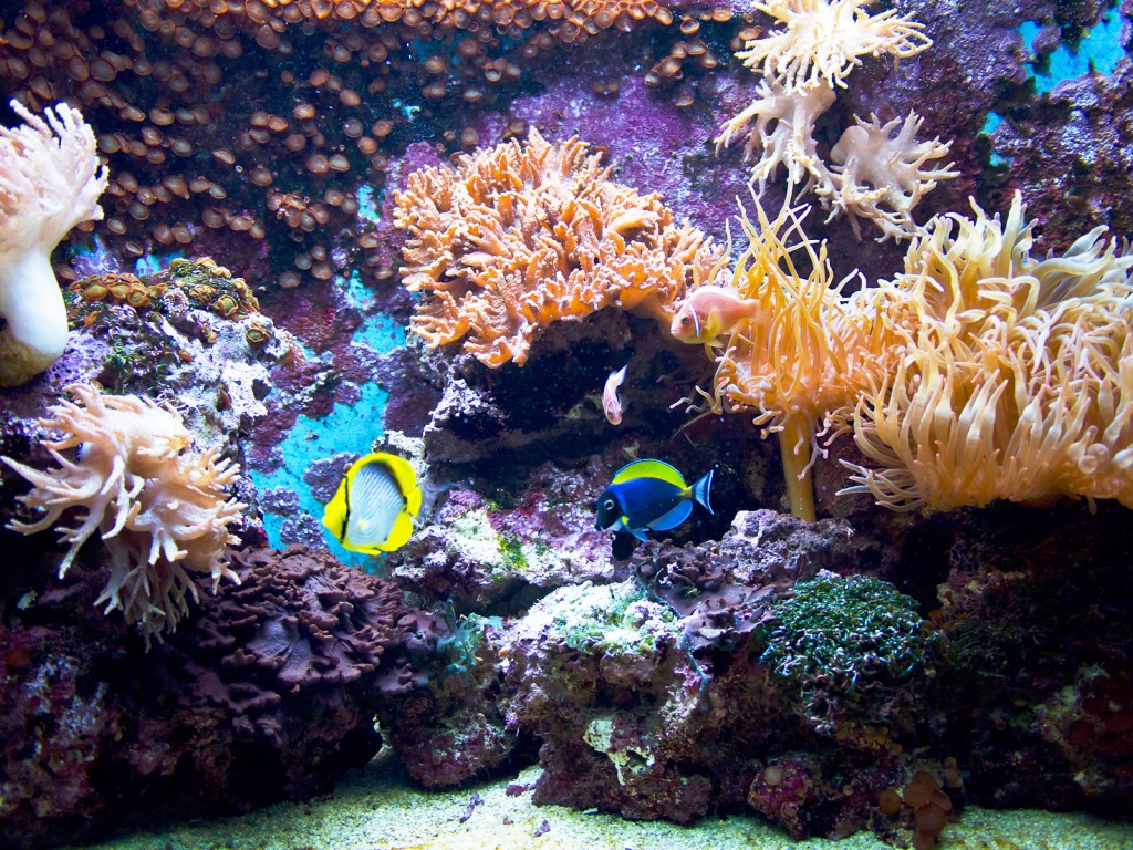 Marine Aquarium at Stuttgart Zoo jigsaw puzzle in Under the Sea puzzles on TheJigsawPuzzles.com