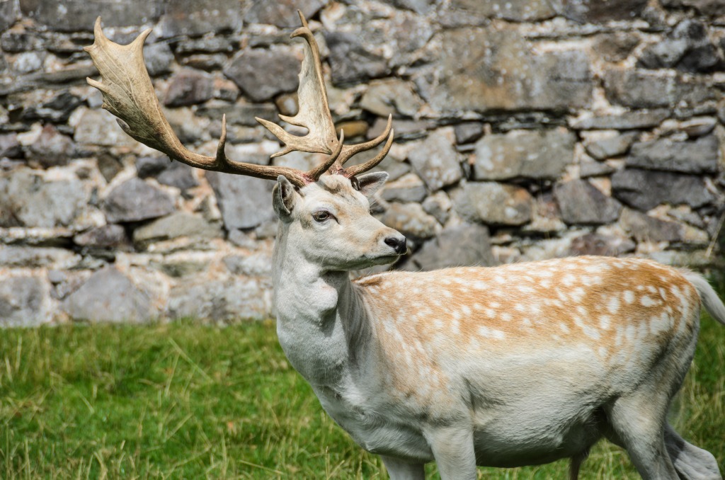 Dubious Deer jigsaw puzzle in Animals puzzles on TheJigsawPuzzles.com