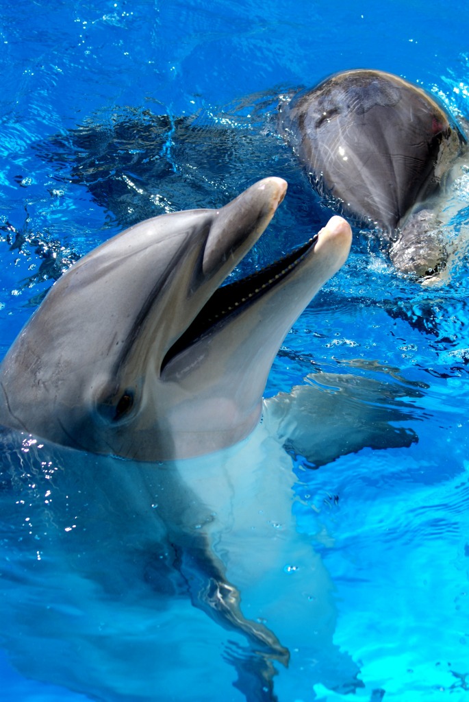 Dolphins jigsaw puzzle in Animals puzzles on TheJigsawPuzzles.com