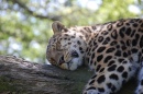 Leopard Sleeping