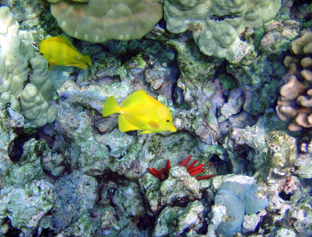 Coral Reefs with Yellow Tangs at Kona jigsaw puzzle in Under the Sea puzzles on TheJigsawPuzzles.com