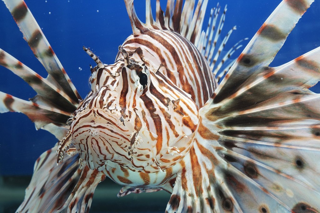 Lionfish jigsaw puzzle in Under the Sea puzzles on TheJigsawPuzzles.com