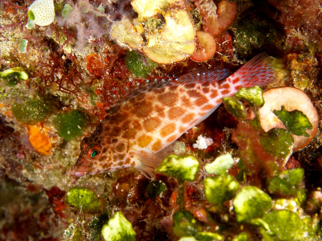 Threadfin Hawkfish jigsaw puzzle in Under the Sea puzzles on TheJigsawPuzzles.com