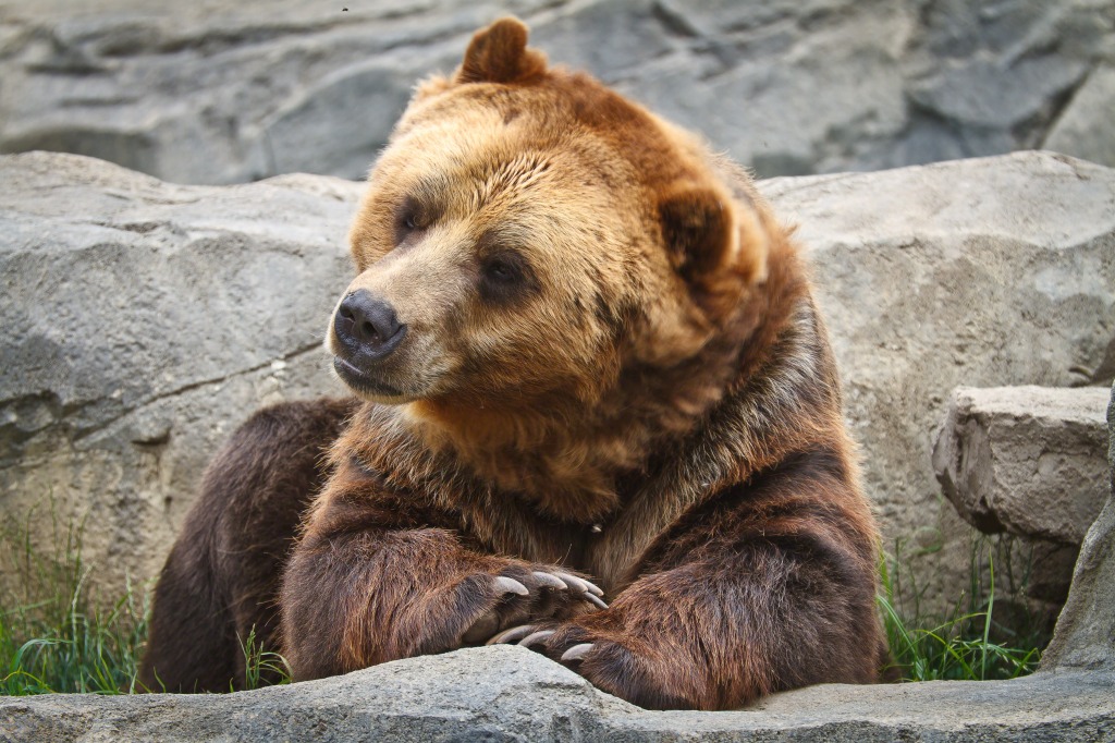 Thoughtful Bear jigsaw puzzle in Animals puzzles on TheJigsawPuzzles.com