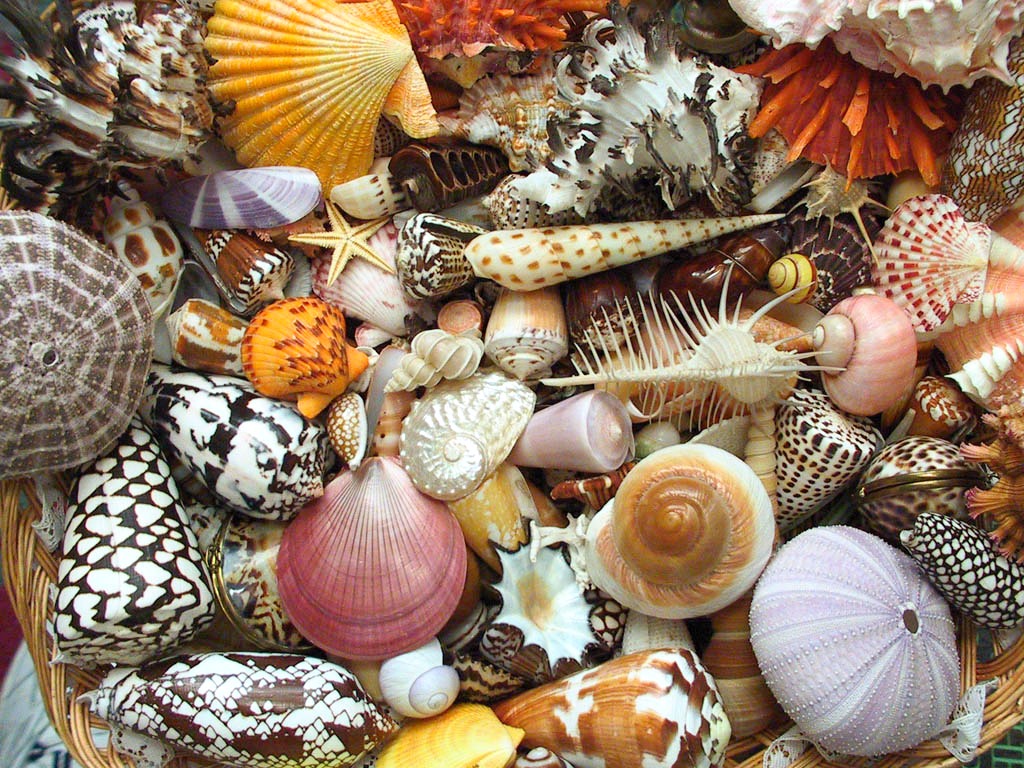 Seashells jigsaw puzzle in Macro puzzles on TheJigsawPuzzles.com