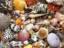 Seashells