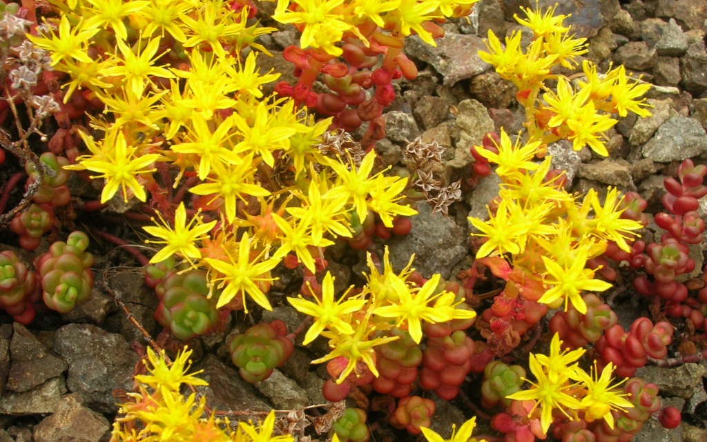 Sedum Divergens jigsaw puzzle in Flowers puzzles on TheJigsawPuzzles.com