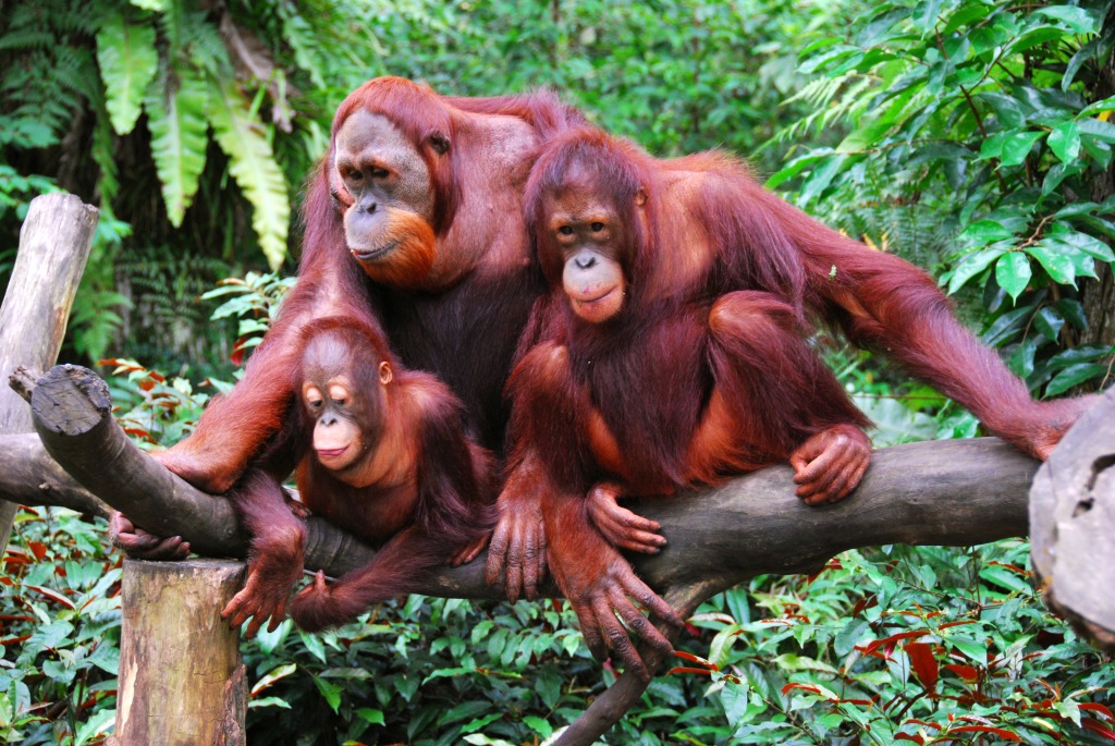 Orangutan Family jigsaw puzzle in Animals puzzles on TheJigsawPuzzles.com