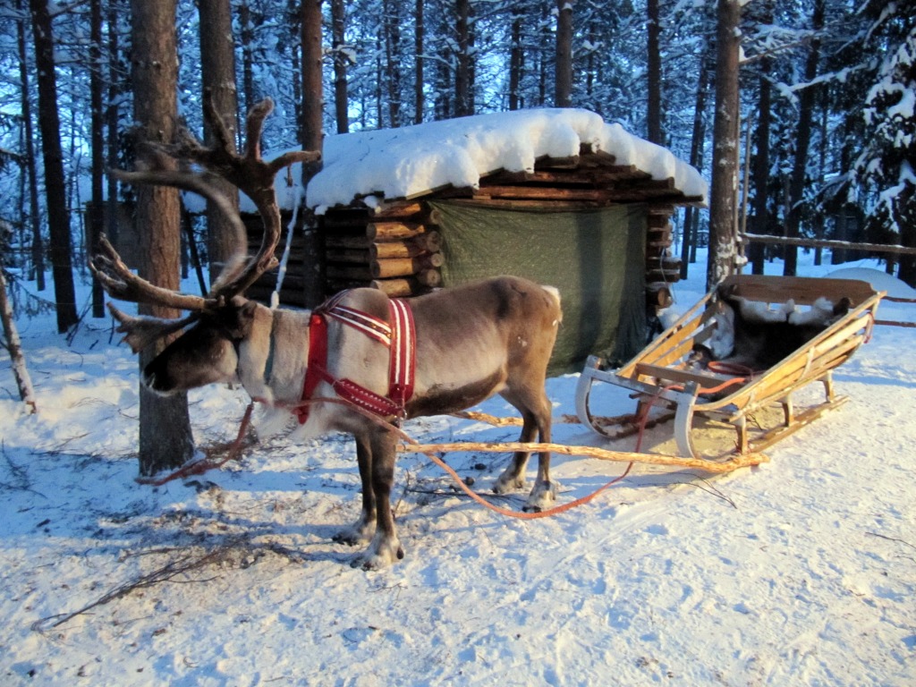 Reindeer Sleigh Ride, Lapland jigsaw puzzle in Animals puzzles on TheJigsawPuzzles.com
