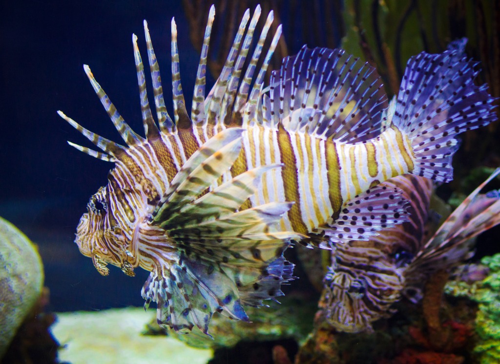 Lionfish jigsaw puzzle in Under the Sea puzzles on TheJigsawPuzzles.com