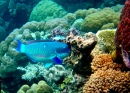 The Great Barrier Reef