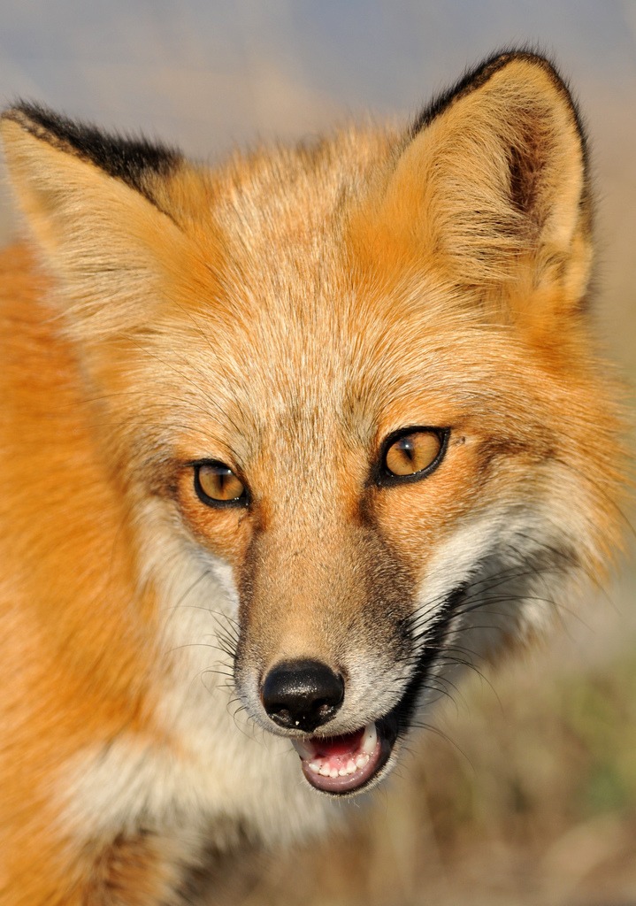 Red Fox jigsaw puzzle in Animals puzzles on TheJigsawPuzzles.com