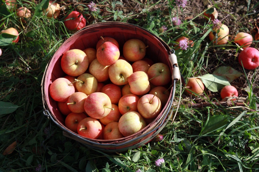 Macintosh Apples jigsaw puzzle in Fruits & Veggies puzzles on TheJigsawPuzzles.com