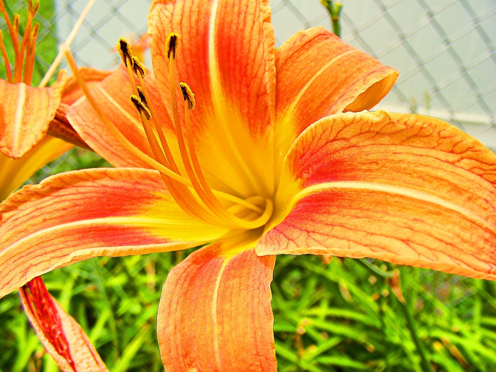 Lilly jigsaw puzzle in Macro puzzles on TheJigsawPuzzles.com
