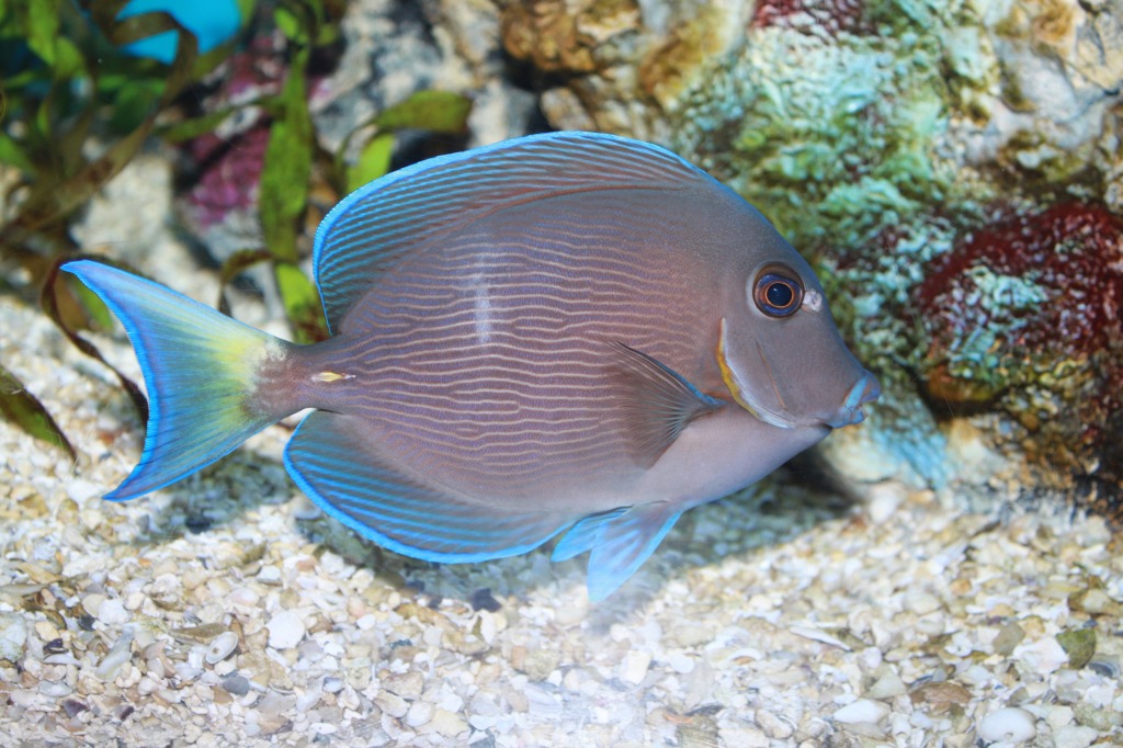 Blue Tang Surgeonfish jigsaw puzzle in Under the Sea puzzles on TheJigsawPuzzles.com