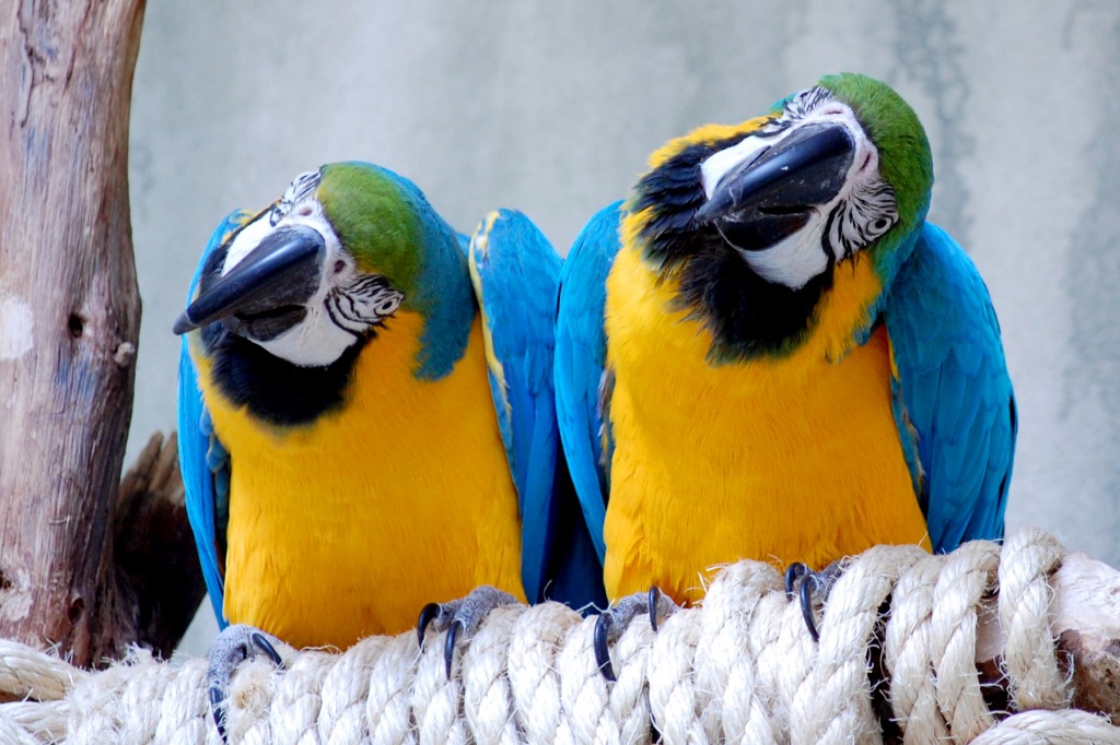 Macaws at Bird Kingdom jigsaw puzzle in Animals puzzles on TheJigsawPuzzles.com