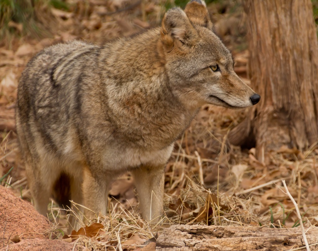 Wolf jigsaw puzzle in Animals puzzles on TheJigsawPuzzles.com