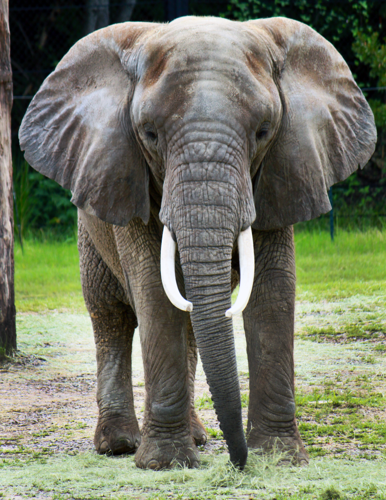 African Elephant jigsaw puzzle in Animals puzzles on TheJigsawPuzzles.com