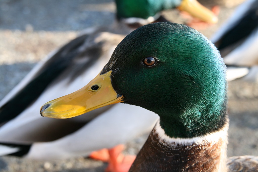 Mallard Close-up jigsaw puzzle in Macro puzzles on TheJigsawPuzzles.com