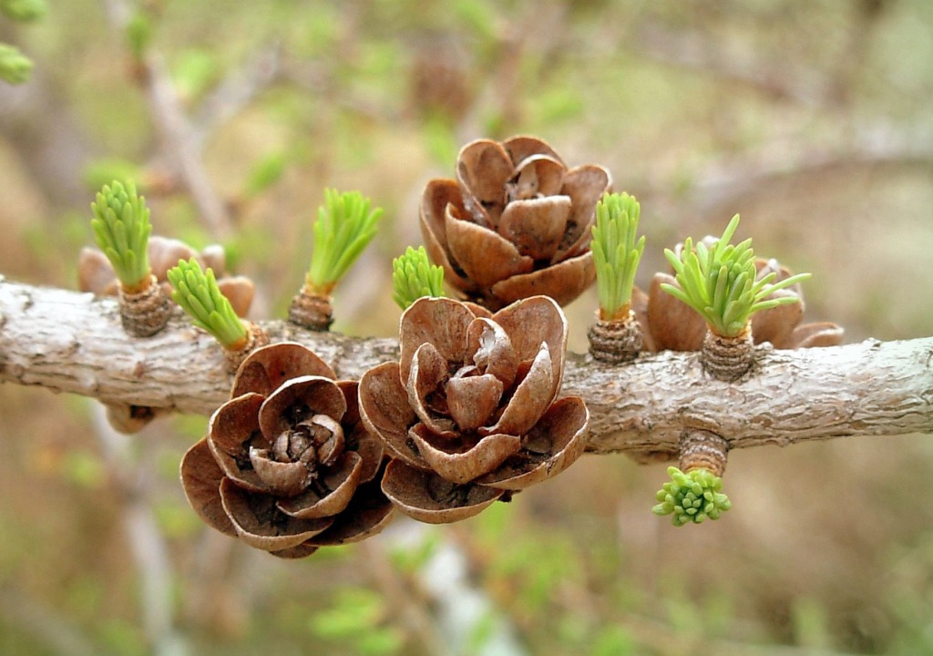 Larch Tree jigsaw puzzle in Macro puzzles on TheJigsawPuzzles.com