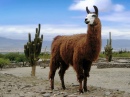 Llama