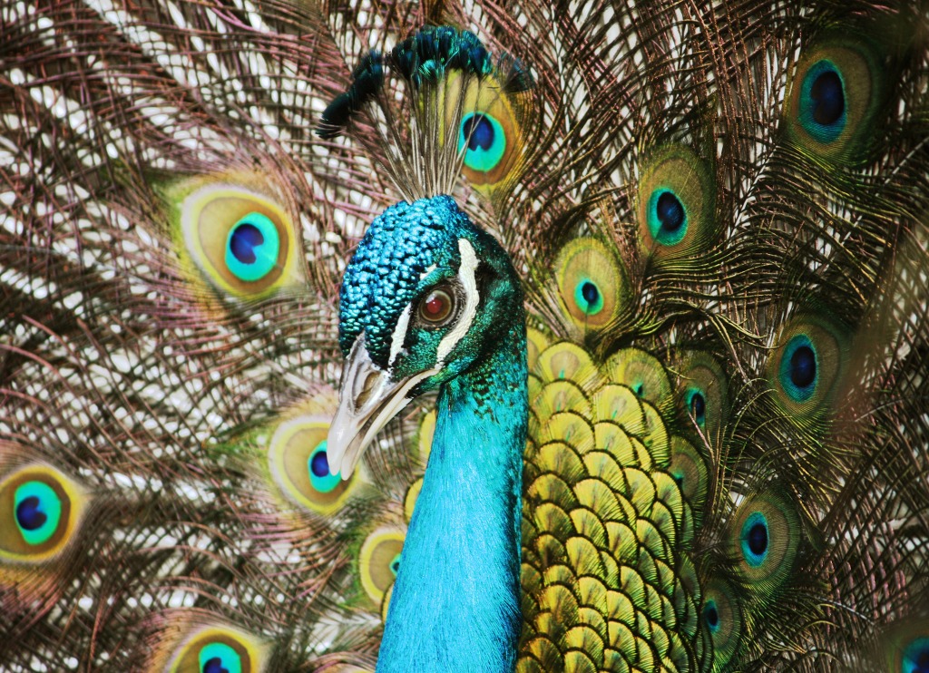 Indian Peafowl in Barbados Wildlife Reserve jigsaw puzzle in Animals puzzles on TheJigsawPuzzles.com