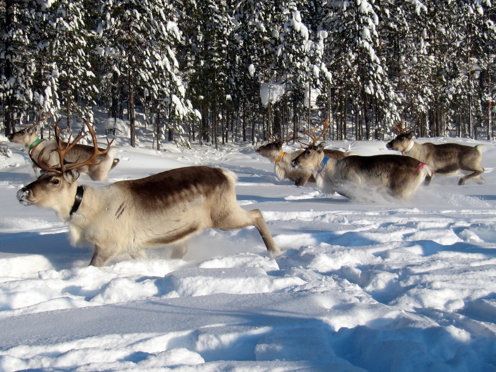 Reindeer Herd, Lapland jigsaw puzzle in Animals puzzles on TheJigsawPuzzles.com
