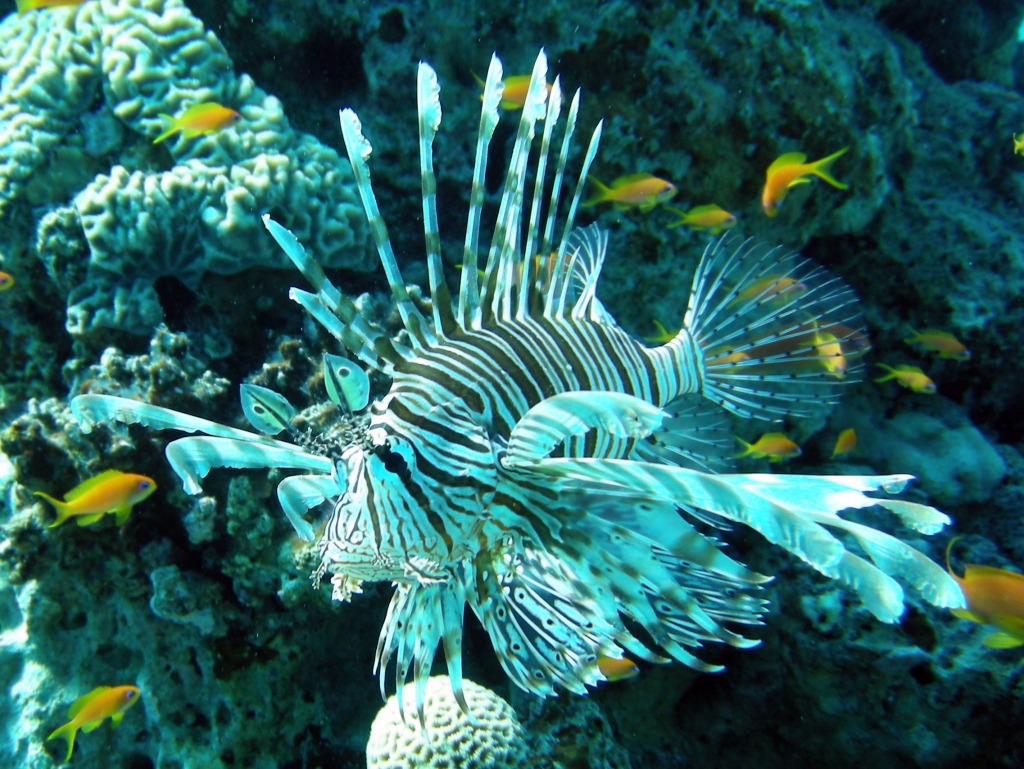 Lionfish jigsaw puzzle in Under the Sea puzzles on TheJigsawPuzzles.com