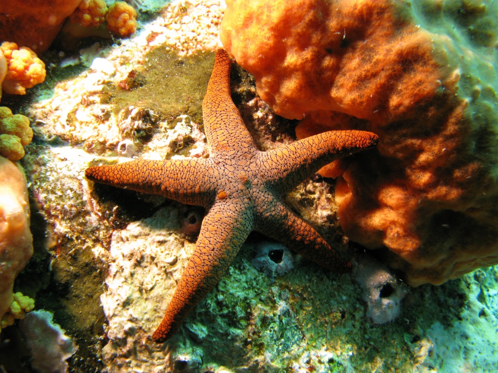 Seastar jigsaw puzzle in Under the Sea puzzles on TheJigsawPuzzles.com