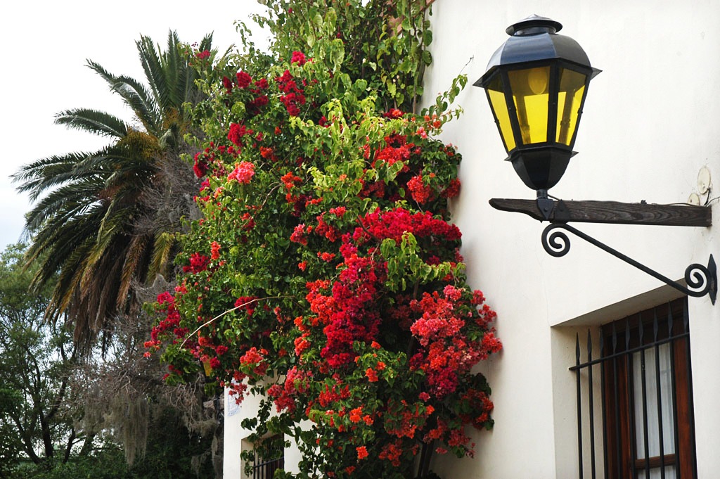 Street Light and Flowers, Uruguay jigsaw puzzle in Flowers puzzles on TheJigsawPuzzles.com