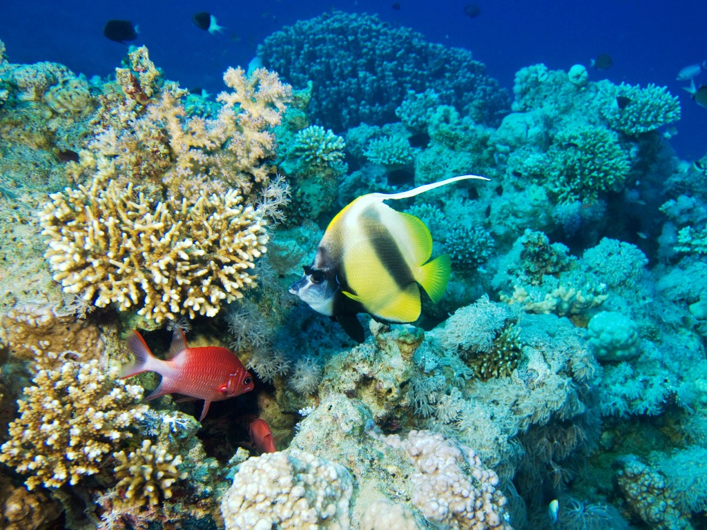 Bannerfish in the Red Sea jigsaw puzzle in Under the Sea puzzles on TheJigsawPuzzles.com
