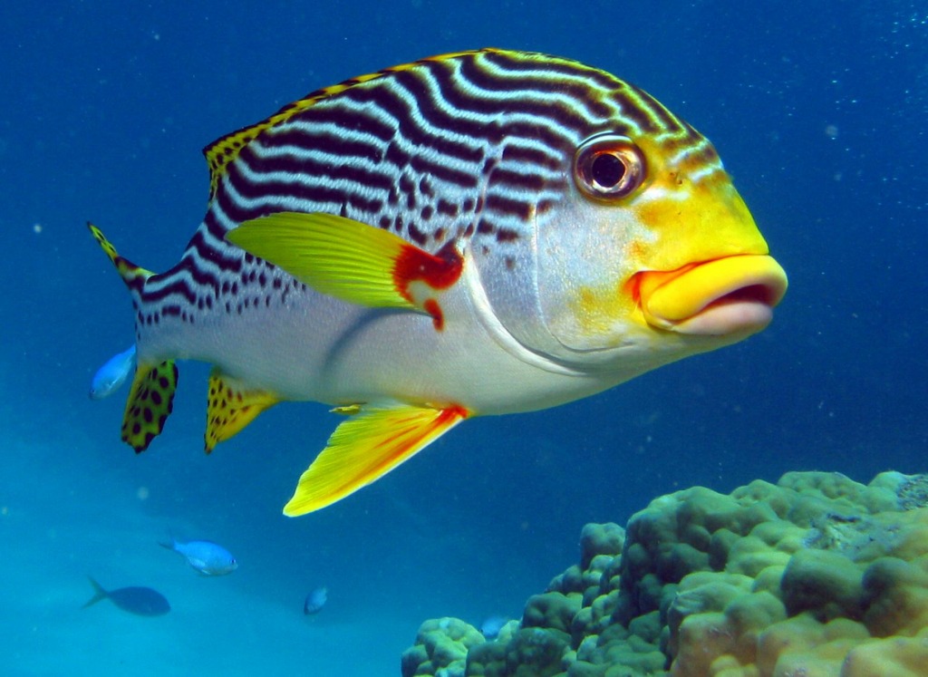 Diagonal Banded Sweetlips jigsaw puzzle in Under the Sea puzzles on TheJigsawPuzzles.com