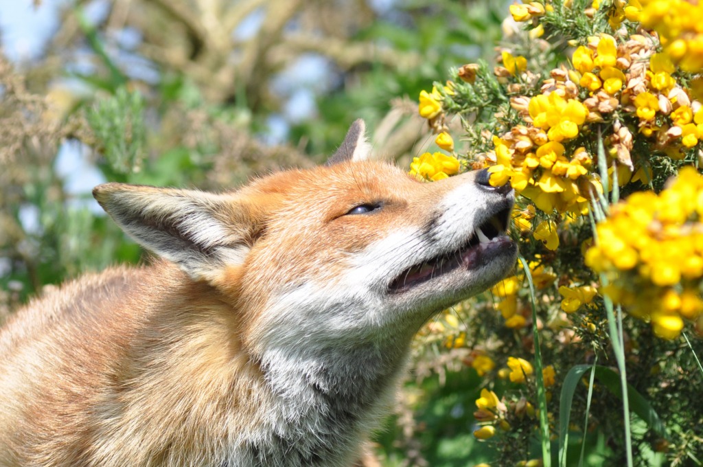 Red Fox jigsaw puzzle in Animals puzzles on TheJigsawPuzzles.com