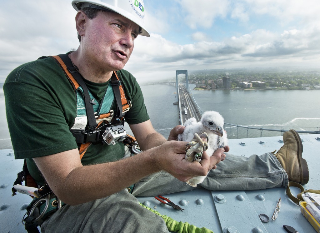 Peregrine Falcon Chicks atop MTA Bridge jigsaw puzzle in People puzzles on TheJigsawPuzzles.com