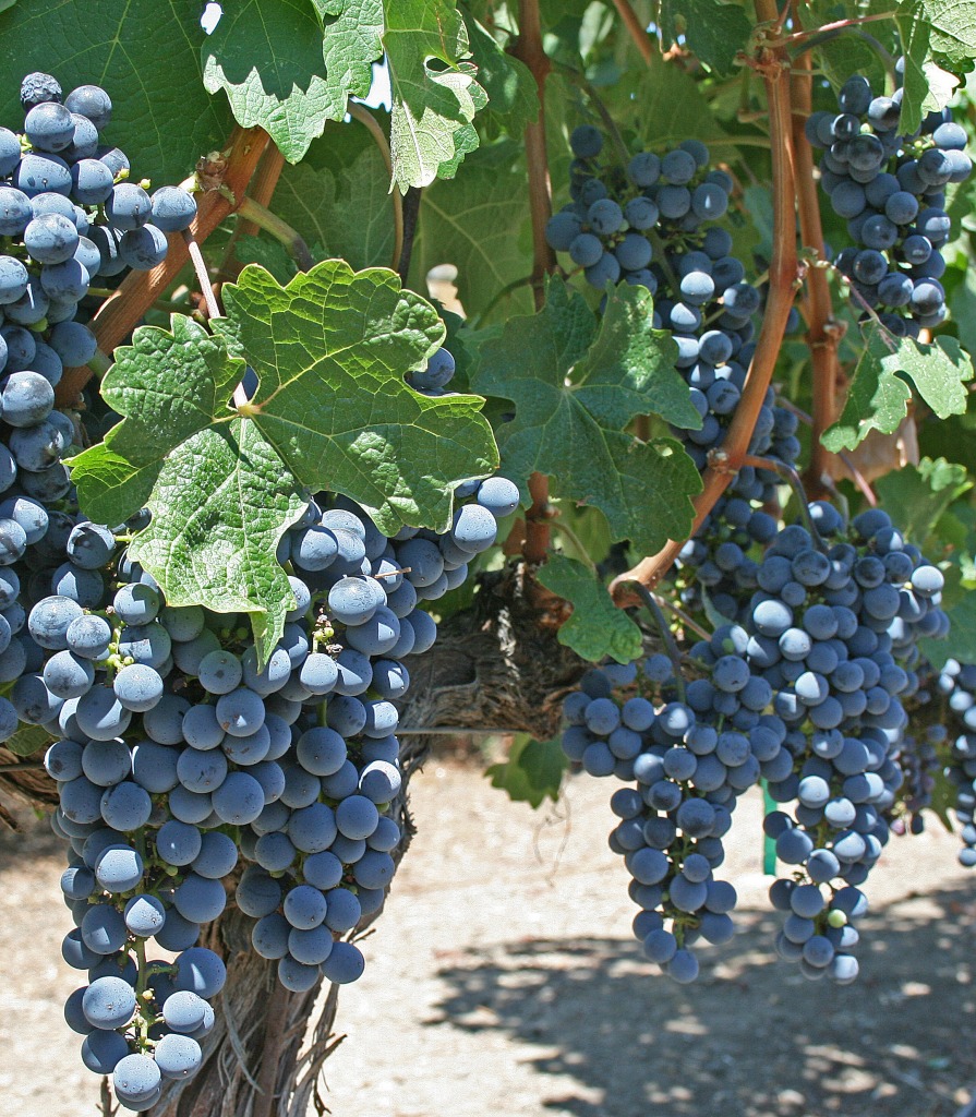 Cliff Lede Winery jigsaw puzzle in Fruits & Veggies puzzles on TheJigsawPuzzles.com
