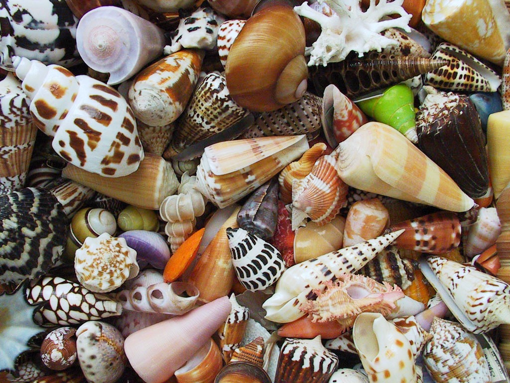 Seashells jigsaw puzzle in Macro puzzles on TheJigsawPuzzles.com