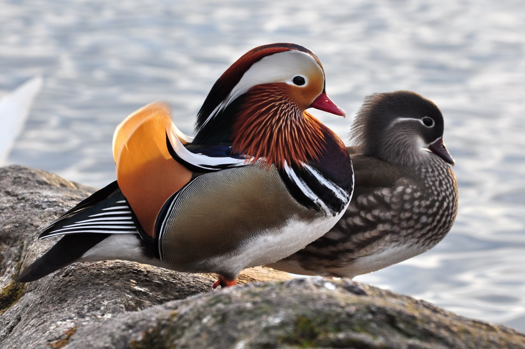 Mandarin Ducks in Zürich, Switzerland jigsaw puzzle in Animals puzzles on TheJigsawPuzzles.com