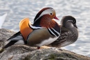 Mandarin Ducks in Zürich, Switzerland