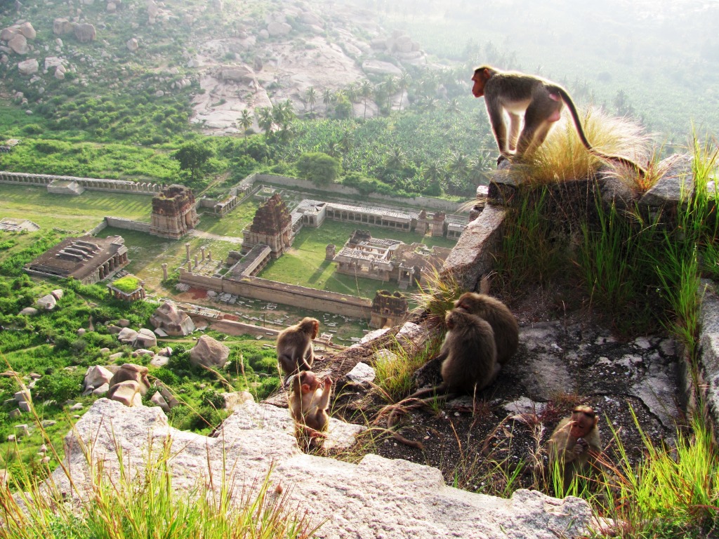 Achyutaraya Temple - Monkey Kingdom jigsaw puzzle in Animals puzzles on TheJigsawPuzzles.com