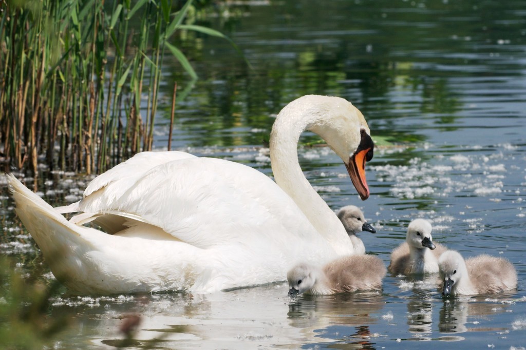 Mother on Watch jigsaw puzzle in Animals puzzles on TheJigsawPuzzles.com