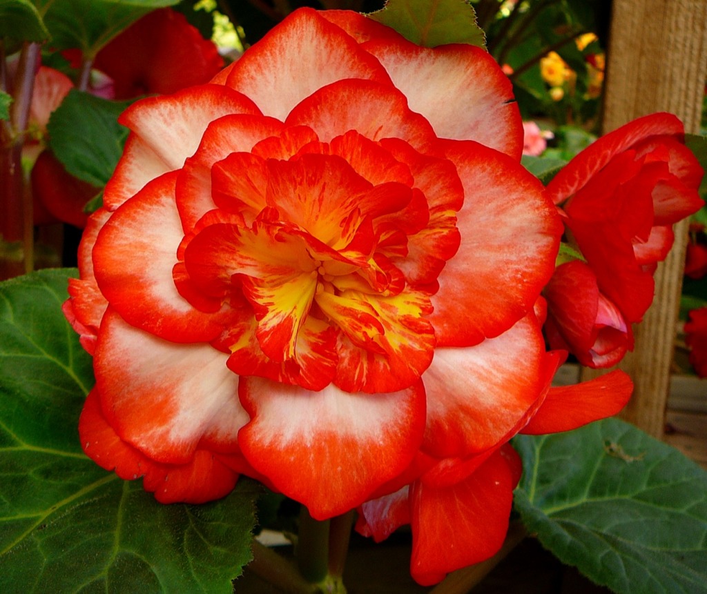 Red Begonia jigsaw puzzle in Flowers puzzles on TheJigsawPuzzles.com