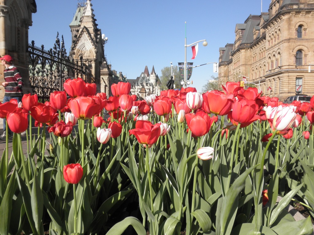 Ottawa Tulip Festival jigsaw puzzle in Flowers puzzles on TheJigsawPuzzles.com