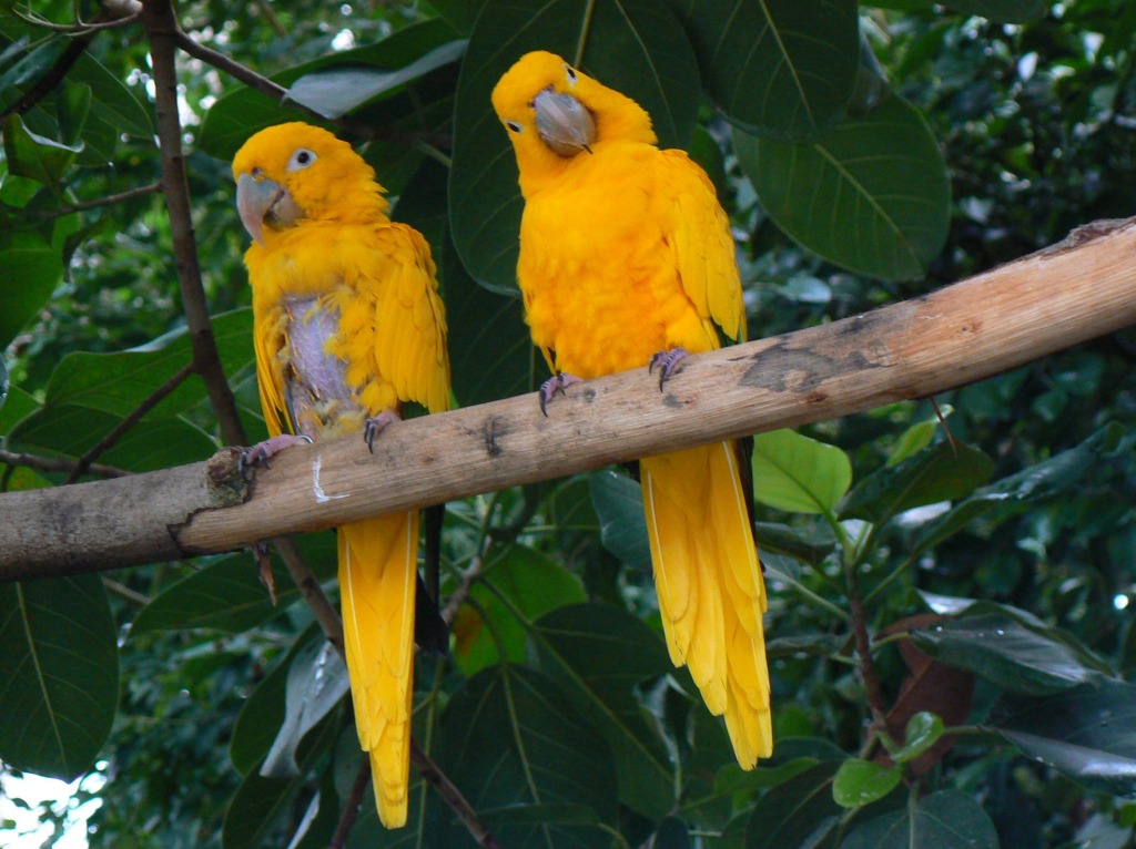Golden-Conures jigsaw puzzle in Animals puzzles on TheJigsawPuzzles.com