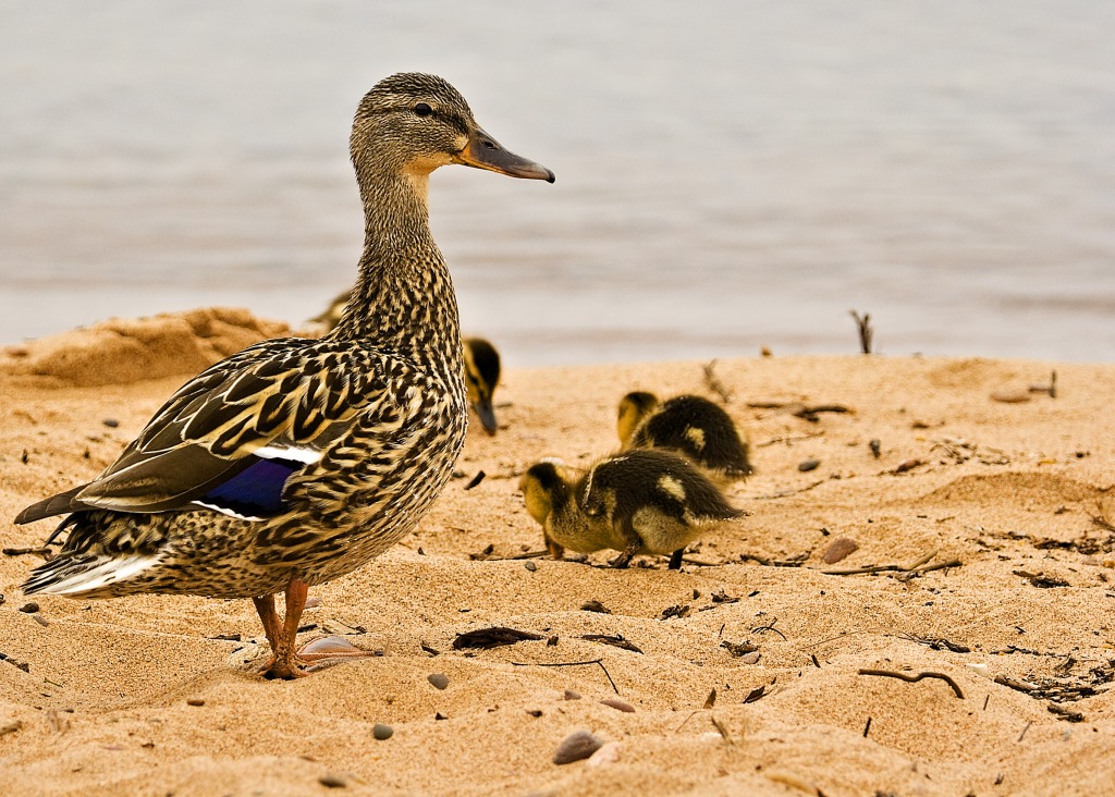 Mom and the Kids jigsaw puzzle in Animals puzzles on TheJigsawPuzzles.com