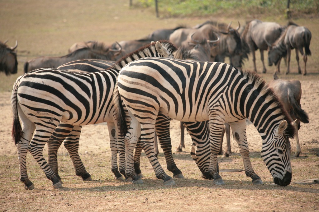 Zebras jigsaw puzzle in Animals puzzles on TheJigsawPuzzles.com