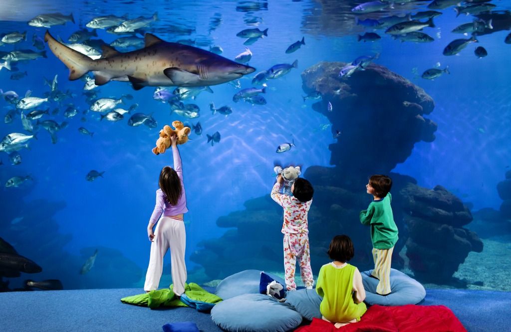 Kids in Palma Aquarium, Spain jigsaw puzzle in Under the Sea puzzles on TheJigsawPuzzles.com