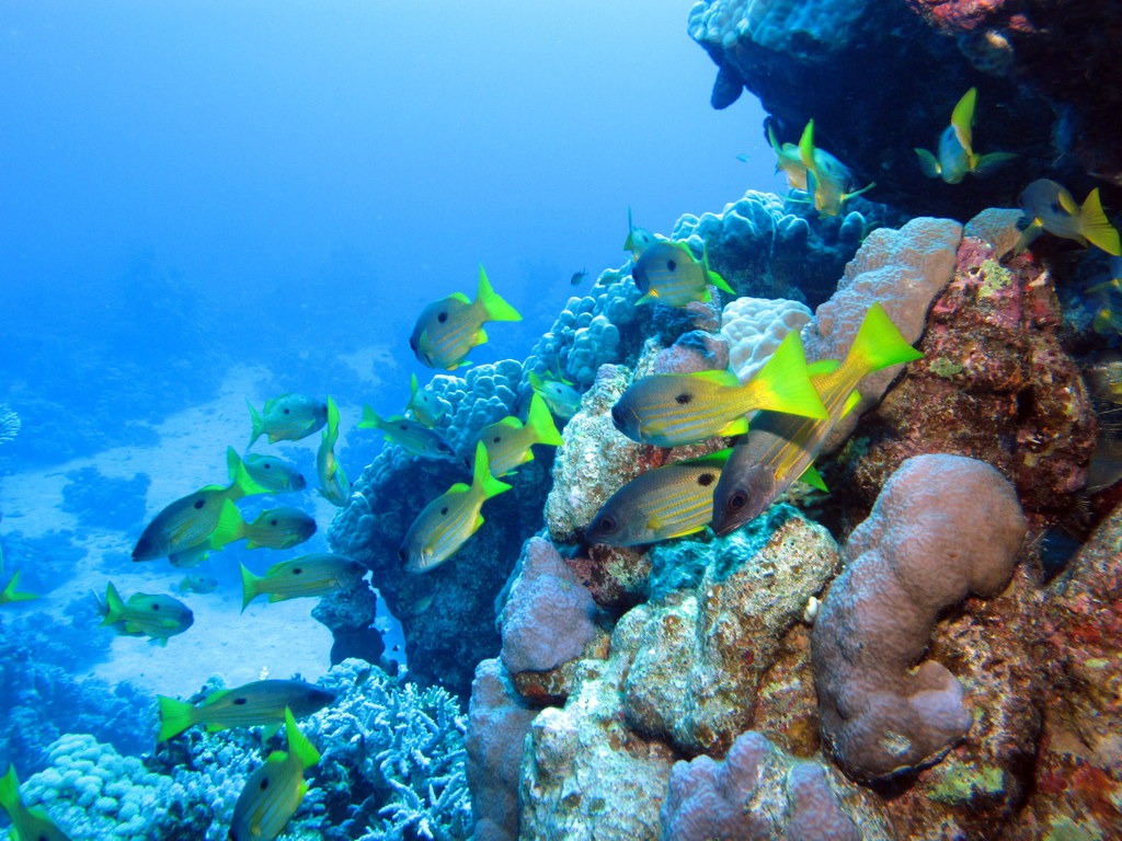 Snappers at Halahi Reef, Red Sea, Egypt jigsaw puzzle in Under the Sea puzzles on TheJigsawPuzzles.com