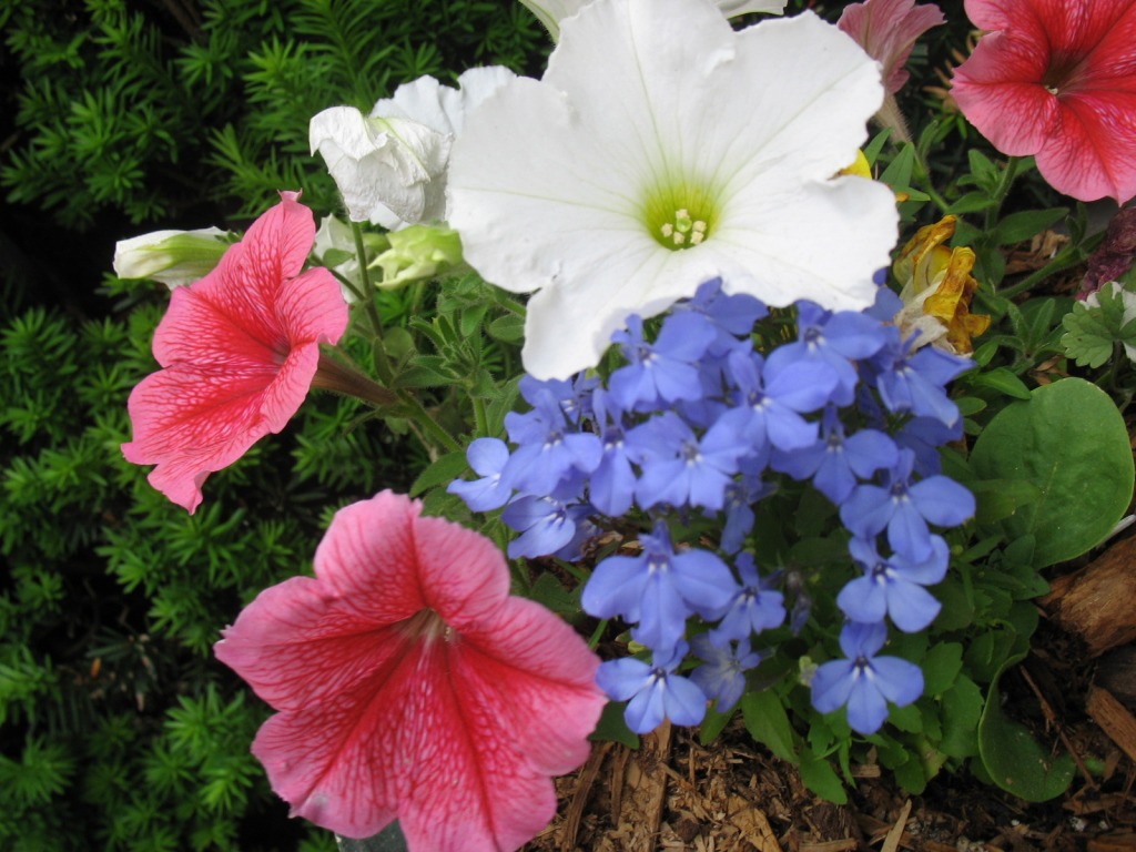 Petunias and Lobelia jigsaw puzzle in Flowers puzzles on TheJigsawPuzzles.com